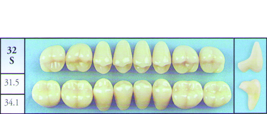MOLD 32S       Posterior Replacement Teeth