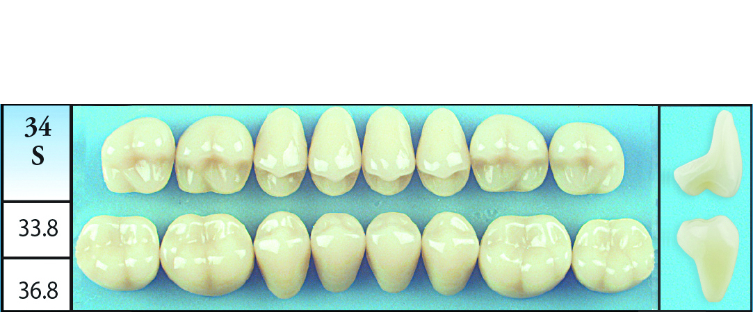 MOLD 34S  Posterior Replacement Teeth